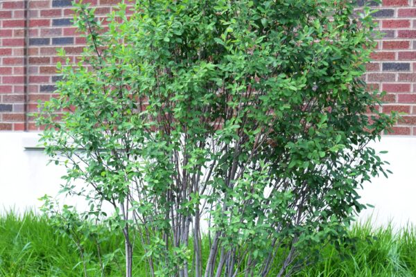 Amelanchier canadensis ′Glenn Form′ [sold as Rainbow Pillar®] - Summer Habit