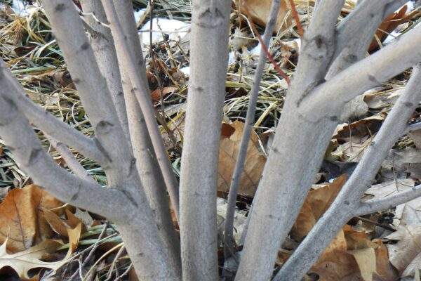 Amelanchier canadensis ′Glenn Form′ [sold as Rainbow Pillar®] - Bark