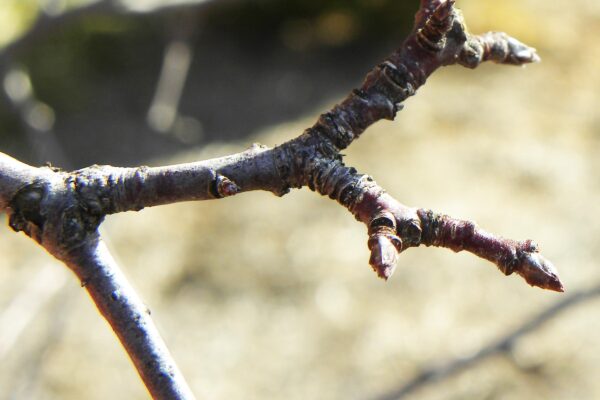 Malus transitoria - Twig & Buds