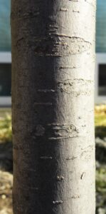 Malus transitoria - Bark