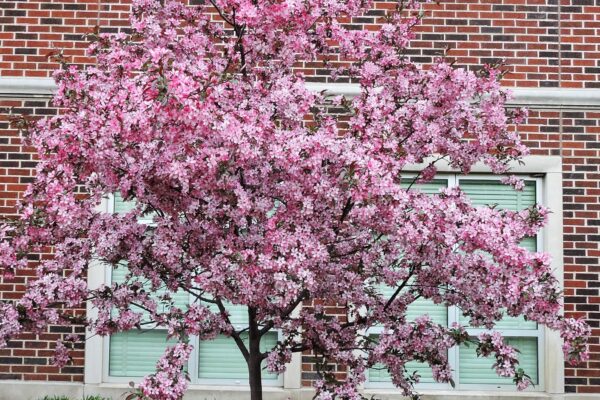 Malus transitoria - Flowering Habit