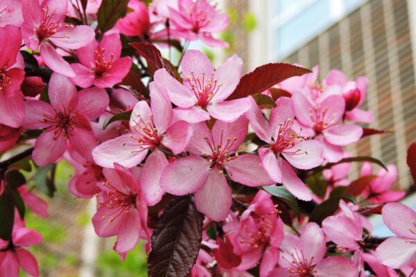 Malus transitoria - Flowers