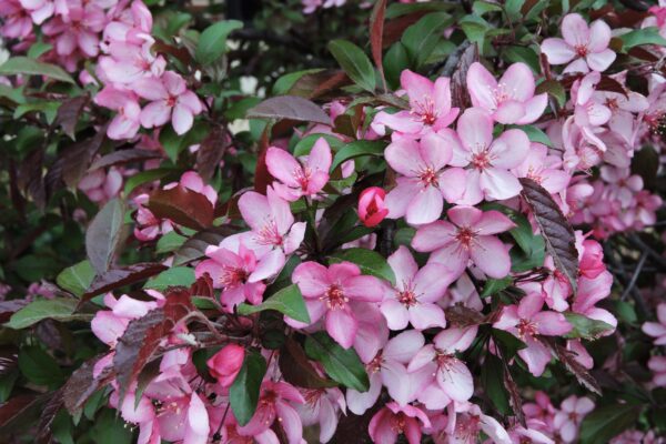 Malus transitoria - Flowers and Foliage