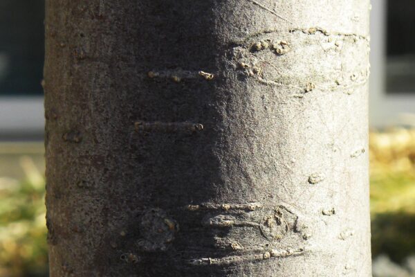 Malus transitoria - Bark