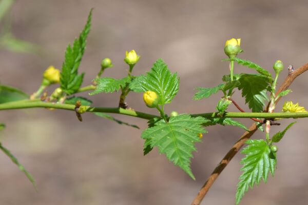 Kerria japonica ′Pleniflora′ - Flower Buds