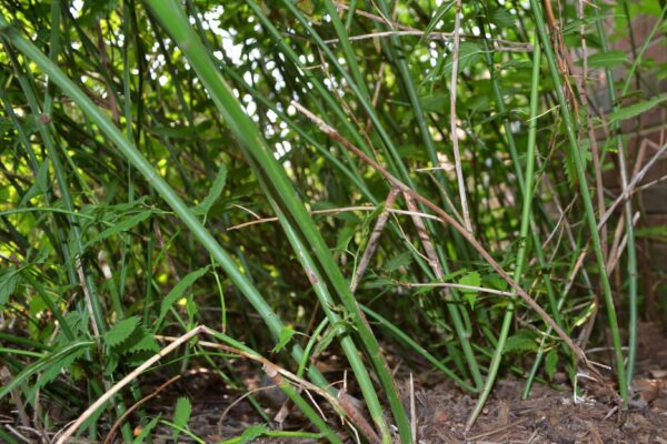 Kerria japonica ′Pleniflora′ - Stems