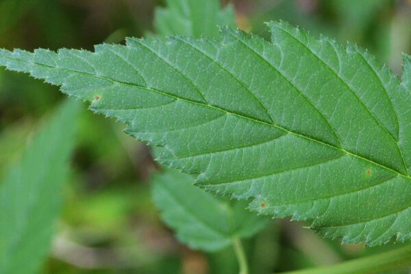 Kerria japonica ′Pleniflora′ - Leaf