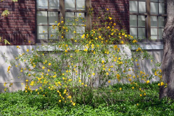 Kerria japonica ′Pleniflora′ - Overall Shrub in Spring