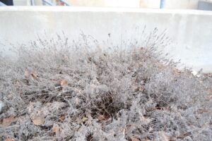 Lavandula angustifolia ′Ellagance Snow′ - Winter Habit