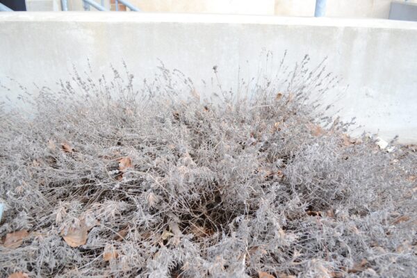 Lavandula angustifolia ′Ellagance Snow′ - Winter Habit