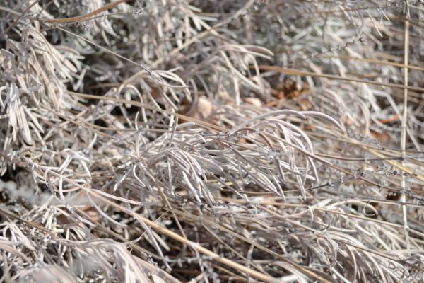 Lavandula × intermedia ′Provence′ - Old Foliage