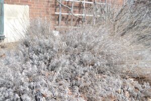 Lavandula × intermedia ′Provence′ - Winter Habit