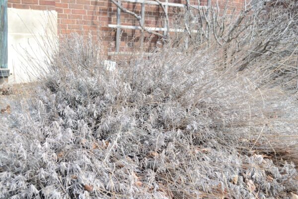 Lavandula × intermedia ′Provence′ - Winter Habit