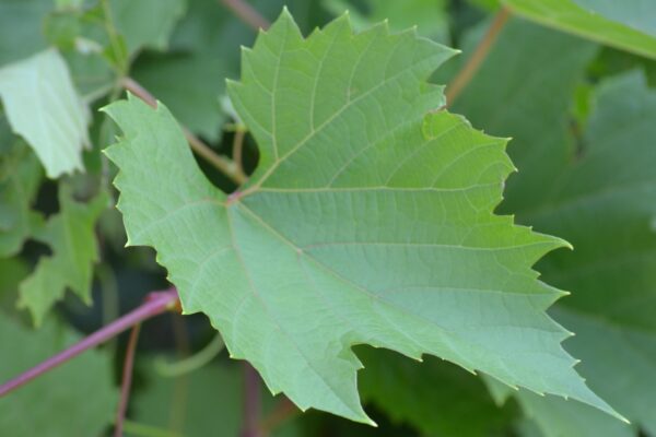 Vitis × ′Frontenac gris′ - Leaf