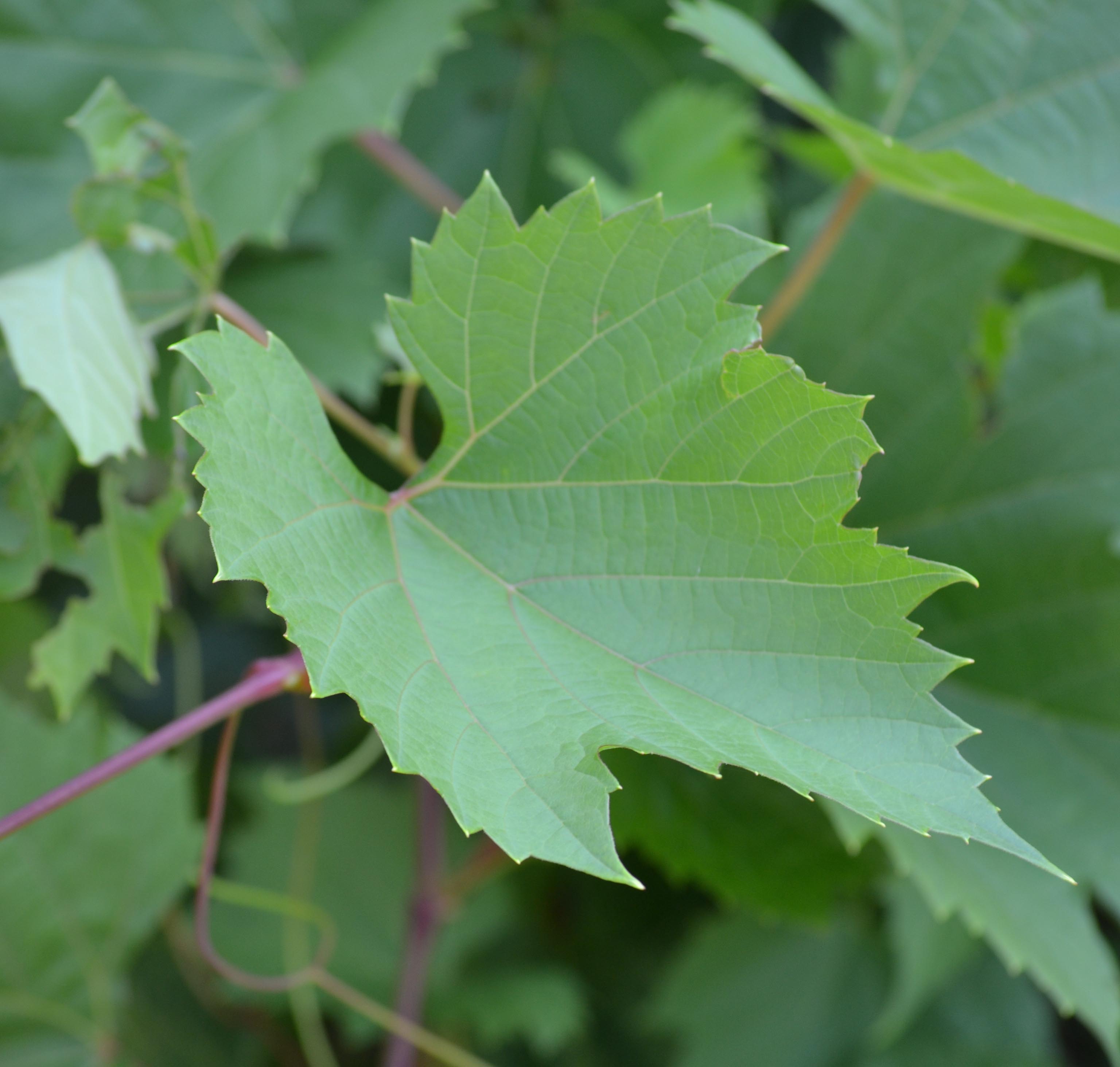Vitis × ‘Frontenac gris’ Purdue Arboretum Explorer