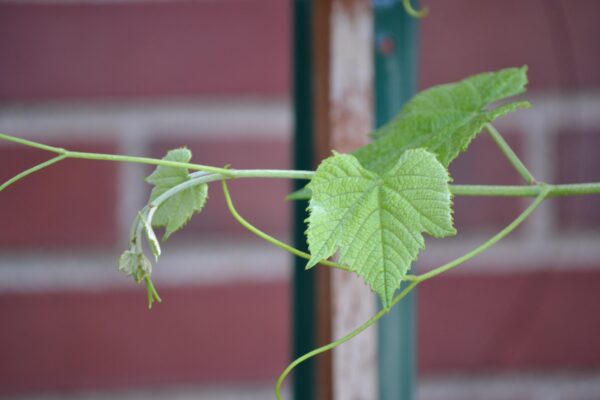 Vitis × ′Frontenac gris′ - New Growth