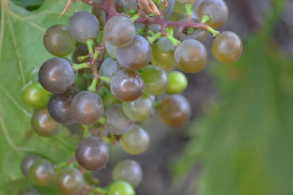 Vitis × ′Frontenac gris′ - Fruit