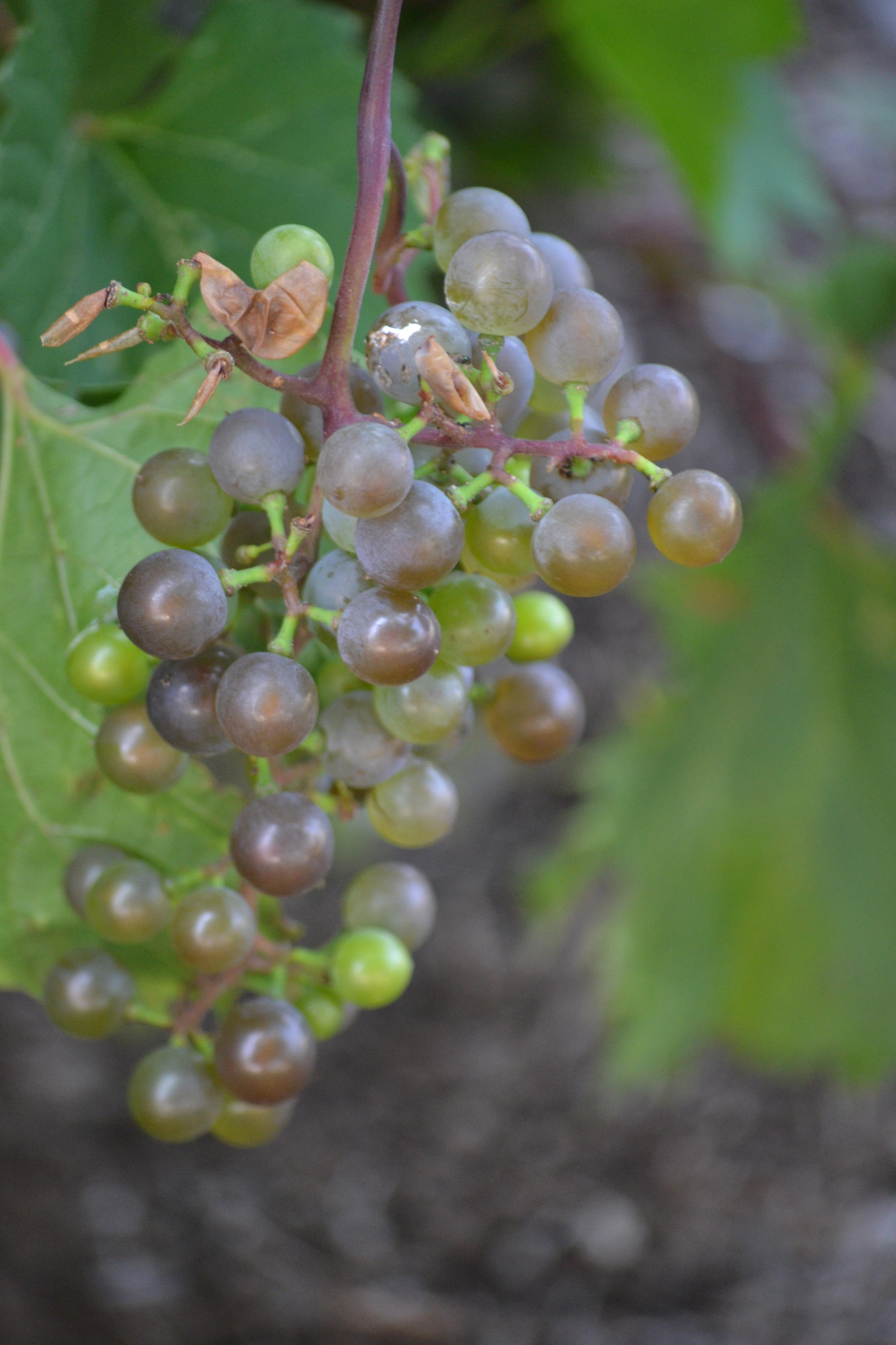 Vitis × ‘Frontenac gris’ Purdue Arboretum Explorer