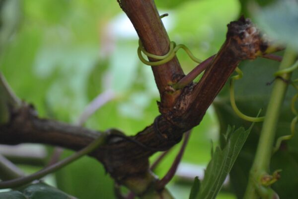 Vitis × ′Frontenac gris′ - Mature Vine