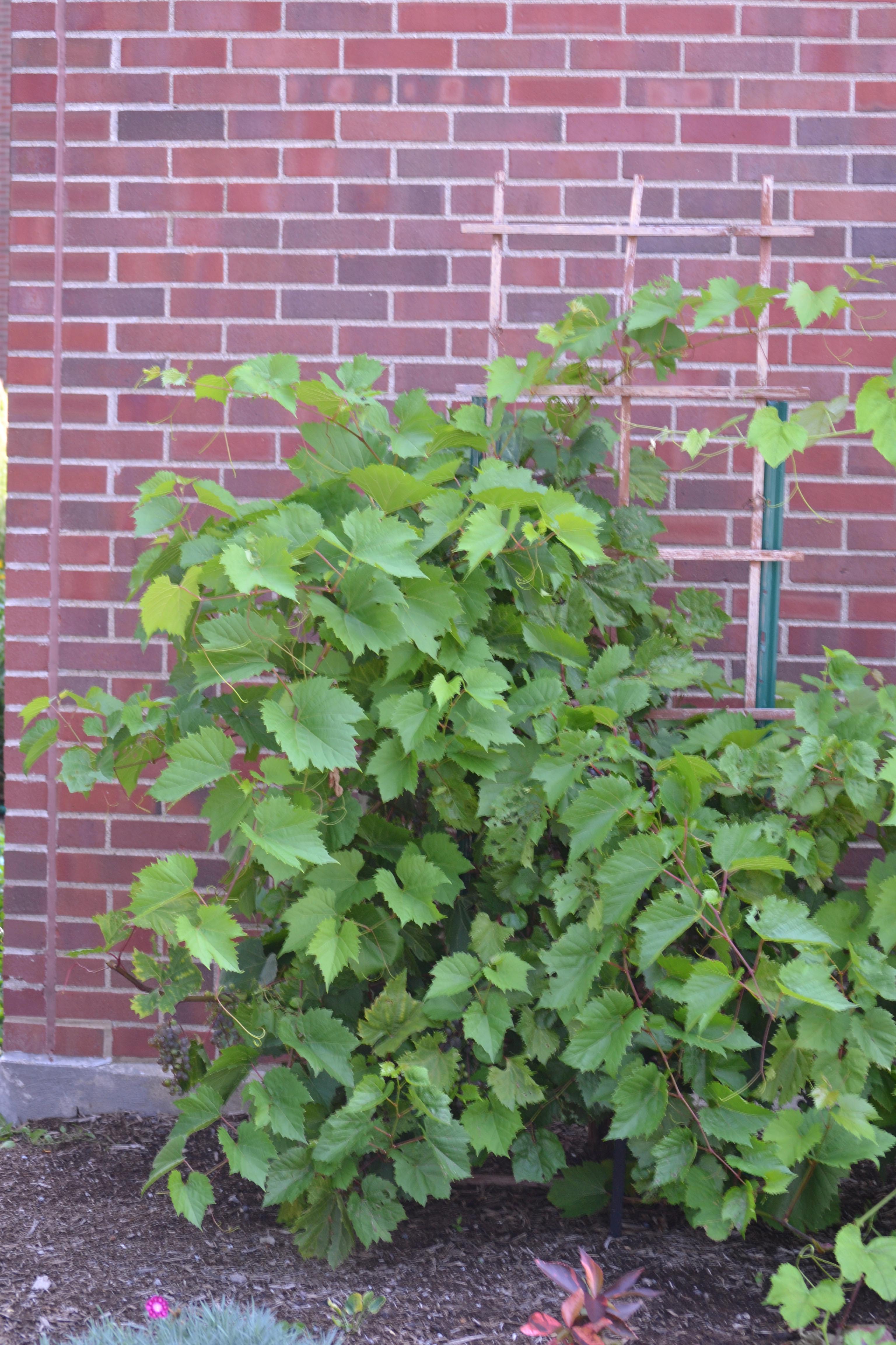 Vitis × ‘Frontenac gris’ Purdue Arboretum Explorer