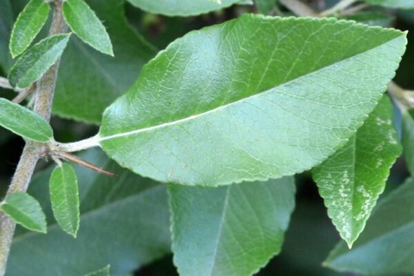 Pyracantha coccinea ′Lalandei′ - Leaf
