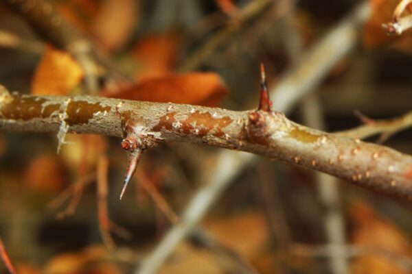 Pyracantha coccinea ′Lalandei′ - Foliage in Winter