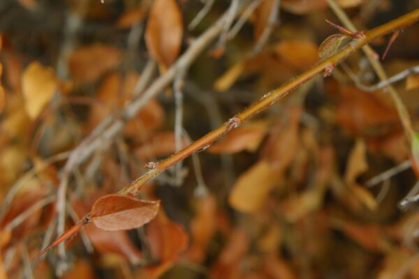 Pyracantha coccinea ′Lalandei′ - Buds and Thorns