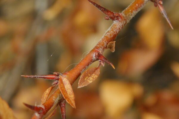 Pyracantha coccinea ′Lalandei′ - Buds