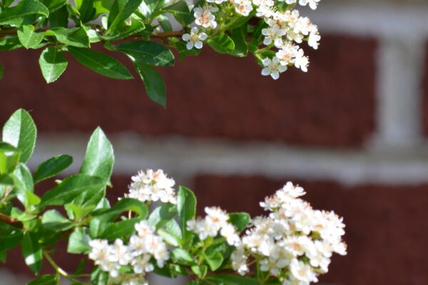 Pyracantha coccinea ′Lalandei′ - Buds and Thorns
