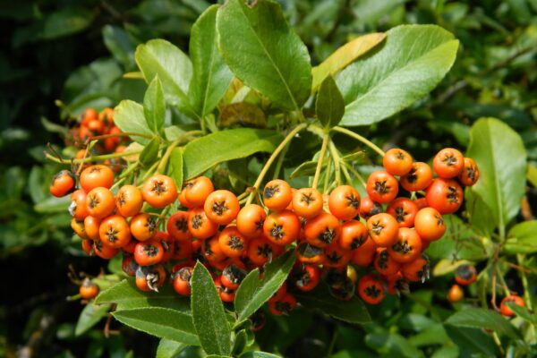 Pyracantha coccinea ′Lalandei′ - Fruits