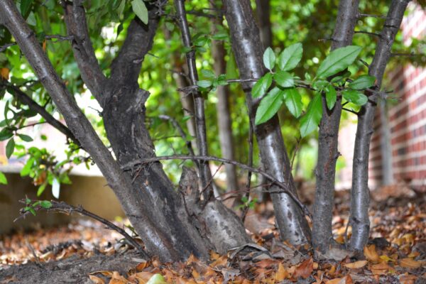 Pyracantha coccinea ′Lalandei′ - Bark