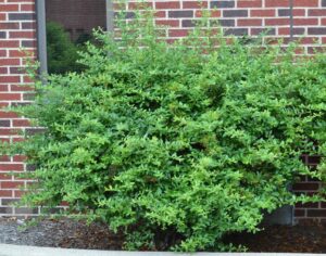 Pyracantha coccinea ′Lalandei′ - Shrub