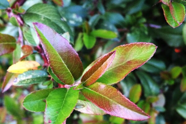 Pyracantha coccinea ′Lalandei′ - Fall Foliage