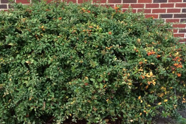 Pyracantha coccinea ′Lalandei′ - Fall Habit