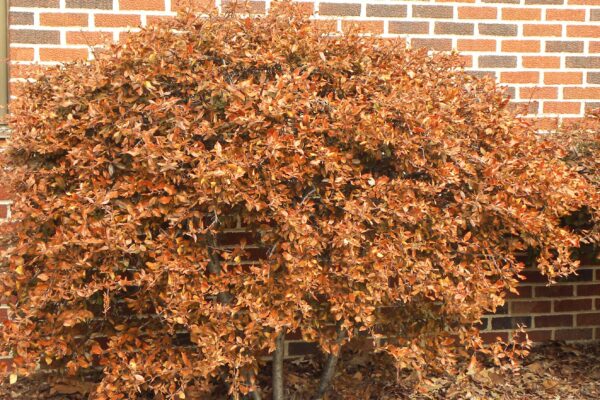 Pyracantha coccinea ′Lalandei′ - Winter Habit