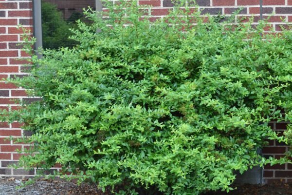 Pyracantha coccinea ′Lalandei′ - Shrub