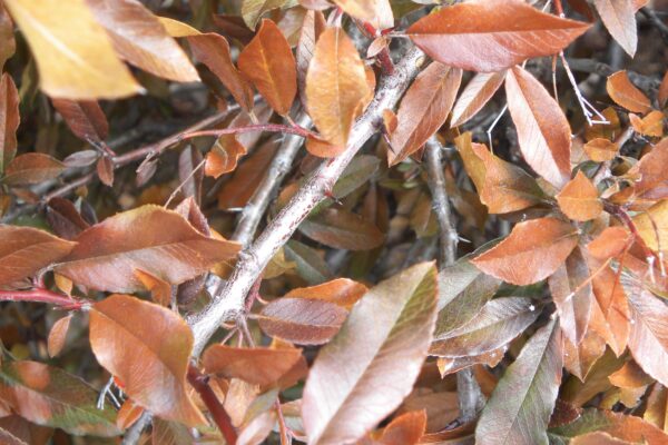 Pyracantha coccinea ′Lalandei′ - Bark