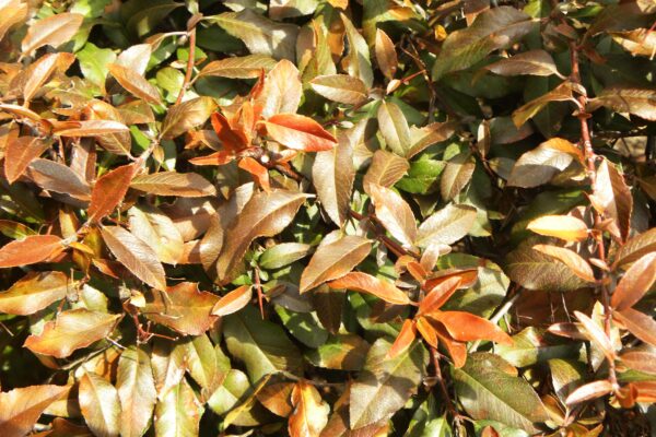 Thorns & Foliage in Winter