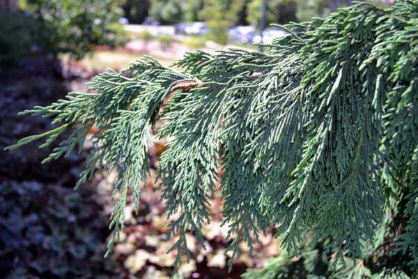Xanthocyparis nootkatensis ′Pendula′ - Foliage