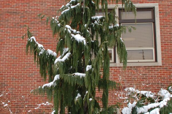 Xanthocyparis nootkatensis ′Pendula′ - Winter Interest