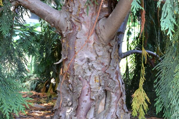 Xanthocyparis nootkatensis ′Pendula′ - Bark