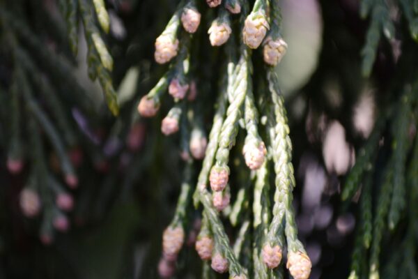 Xanthocyparis nootkatensis ′Pendula′ - Foliage and Immature Male Cones