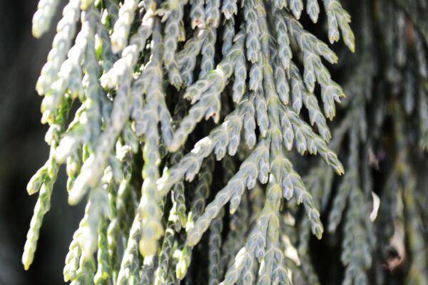 Xanthocyparis nootkatensis ′Pendula′ - Foliage