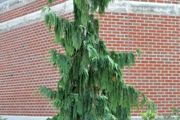 Xanthocyparis nootkatensis ′Pendula′ - Overall Tree