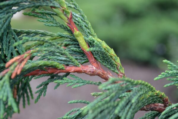 Xanthocyparis nootkatensis ′Pendula′ - Bud