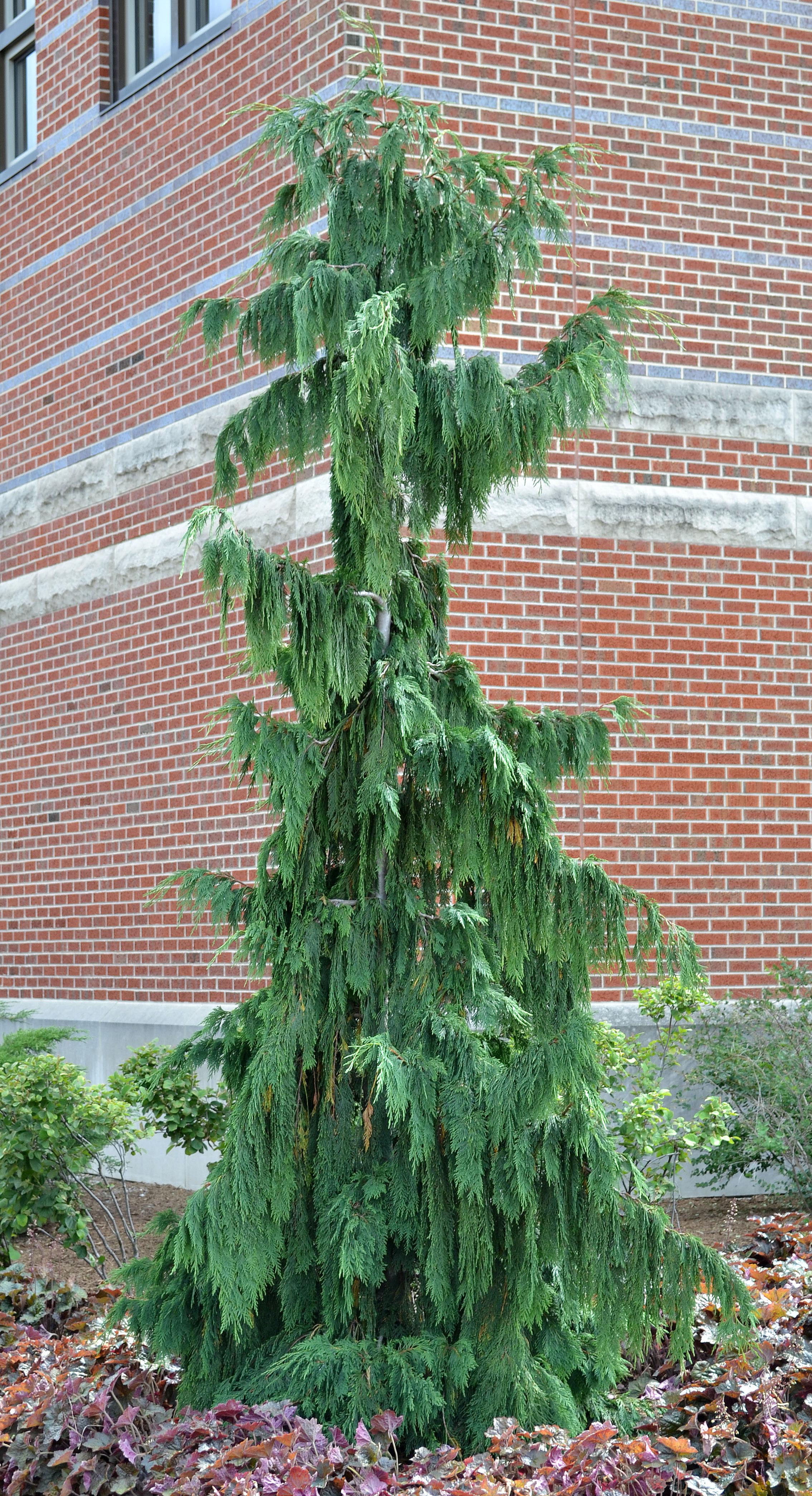 Xanthocyparis nootkatensis ‘Pendula’ – Purdue Arboretum Explorer