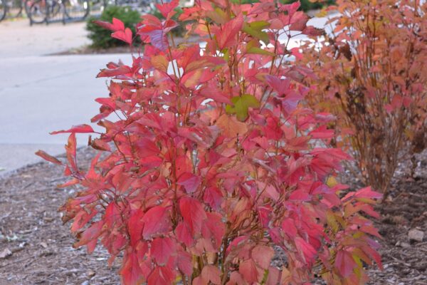 Viburnum trilobum ′Alfredo′ - Fall Color