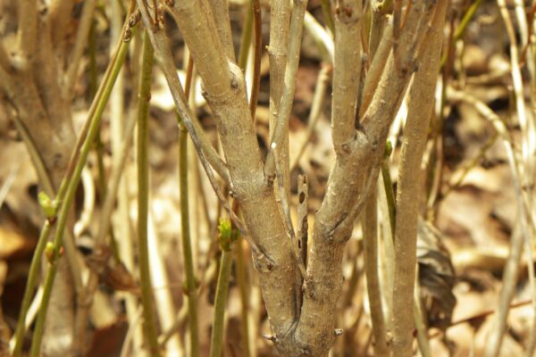 Viburnum trilobum ′Alfredo′ - Bark
