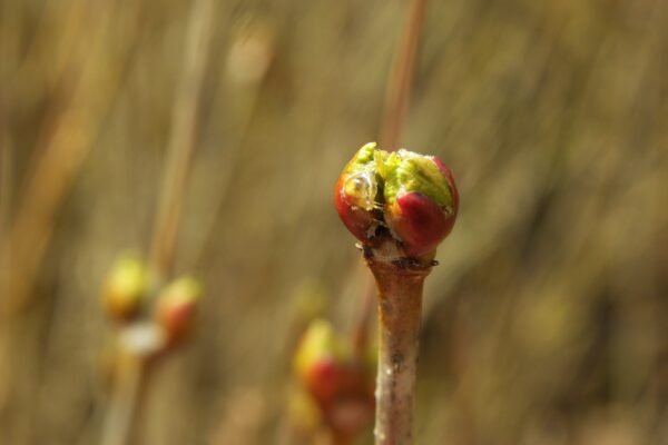 Viburnum trilobum ′Alfredo′ - Emerging Buds
