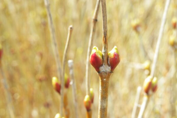 Viburnum trilobum ′Alfredo′ - Buds